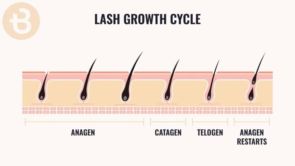 The Hair Growth Cycle